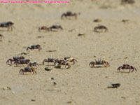 fiddlr crabs