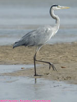 grey heron