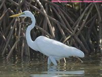 white egret