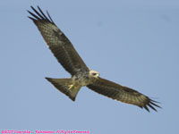 osprey flying