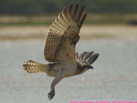 osprey taking off