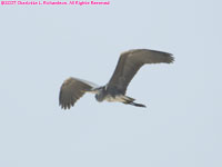 grey heron flying