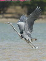 grey heron taking off