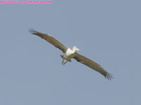 grey (pink-backed) pelican flying