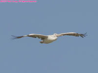 grey (pink-backed) pelican flying