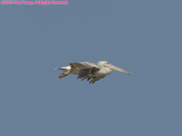 grep (pink-backed) pelican flying