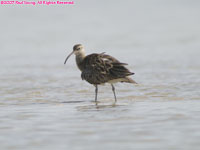 whimbrel?