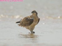 osprey standing in water