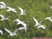 terns