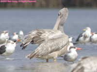 grey (pink-backed) pelican