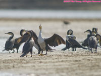 great cormorants