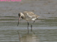 whimbrel??