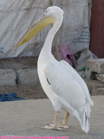great white pelican in front of shop