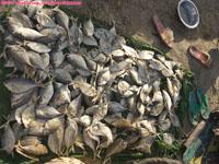 dried fish