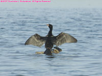 long-tailed cormorant