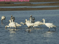 African spoonbills