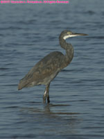 western reef heron