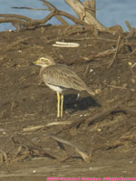 Senegal thick-knee