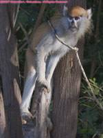 grivet monkey