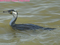 great cormorant