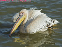 great white pelican