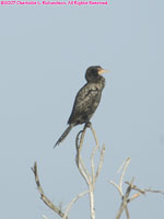 long-tailed cormorant