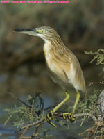 squacco heron