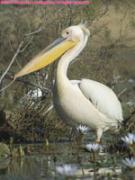 great white pelican