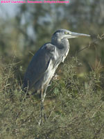 grey heron