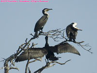 great cormorants