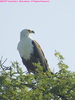 African fish eagle