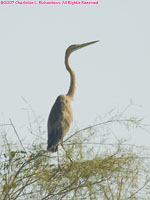 snakebird