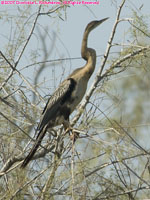 snakebird