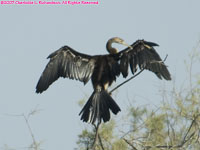 great cormorant