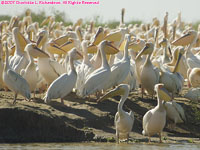 great white pelican colony