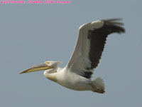 great white pelican flying