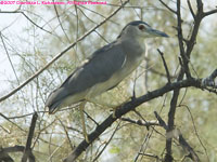 black-crowned night heron