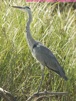 grey heron