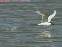 sandwich tern