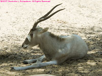 addax antelope