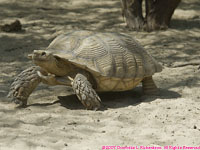 sulcata tortoise