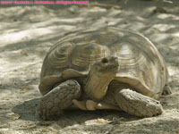 sulcata tortoise