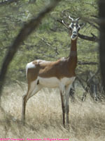 dama gazelle