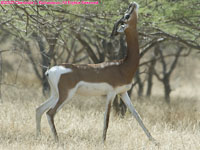 dama gazelle