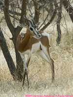 dama gazelle