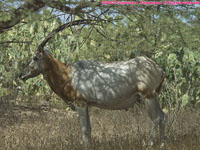 scimitar-horned oryx