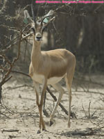 Dorcas gazelle