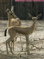 dorcas gazelles