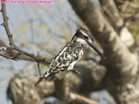 pied kingfisher