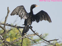 long-tailed cormorant